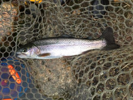 朽木渓流魚センタールアーフィールド